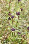 Bottle gentian